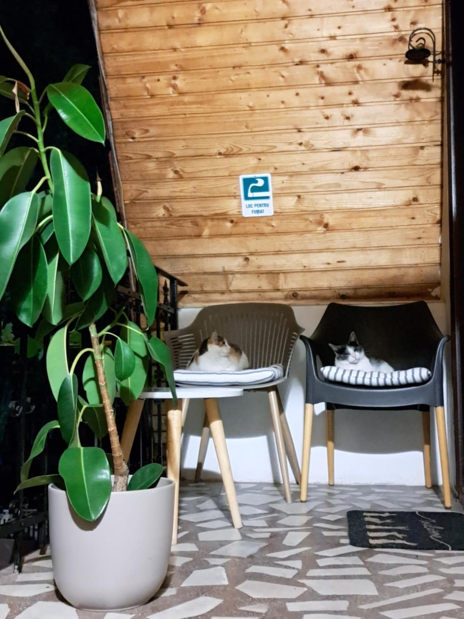 Piccola Italia Casa Racovita Cluj-Napoca Eksteriør bilde